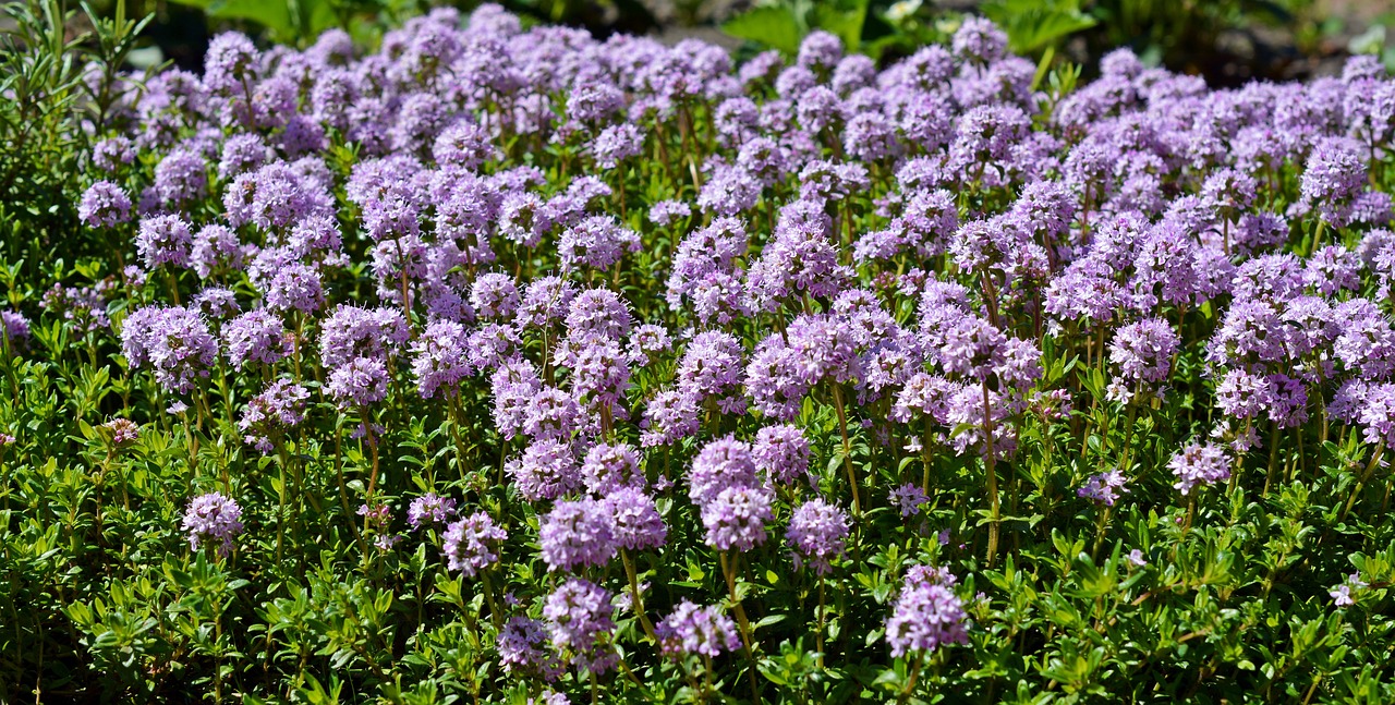 Creeping thyme