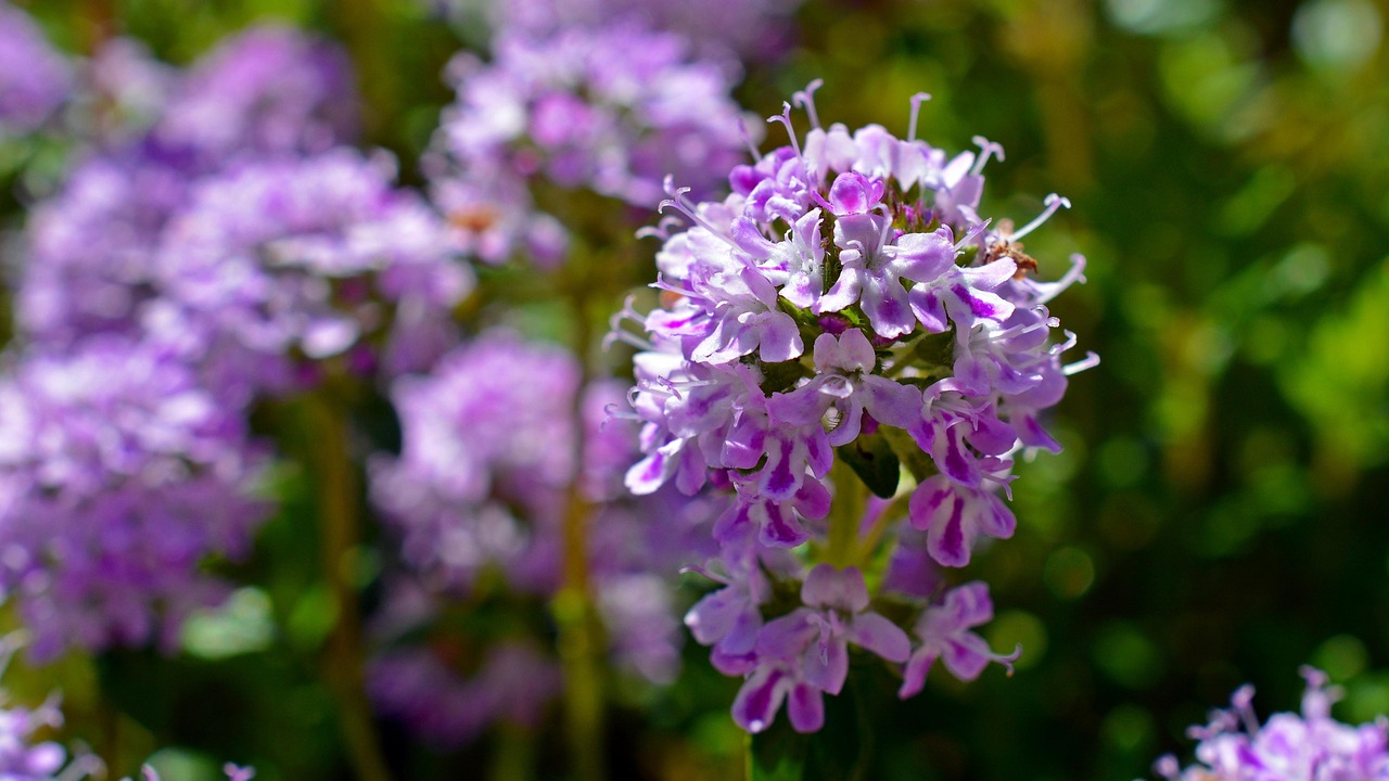 Creeping thyme