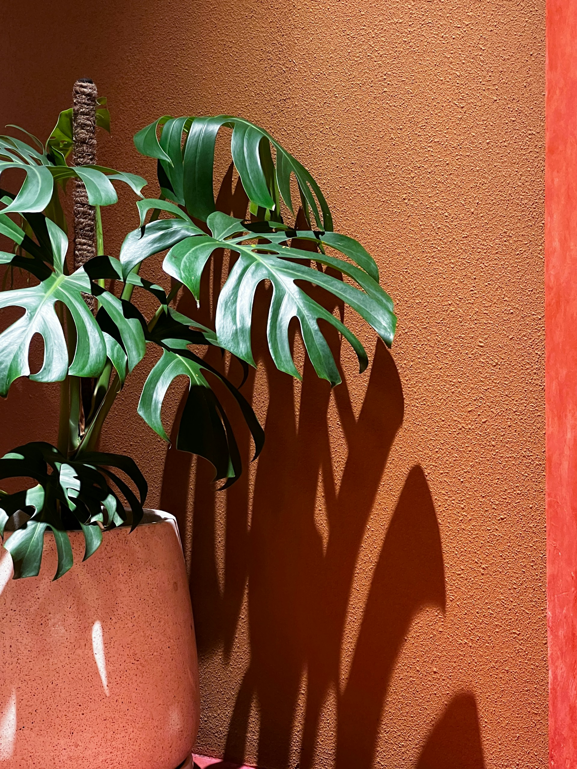 Choosing the Right Spot for Your Swiss Cheese Plant