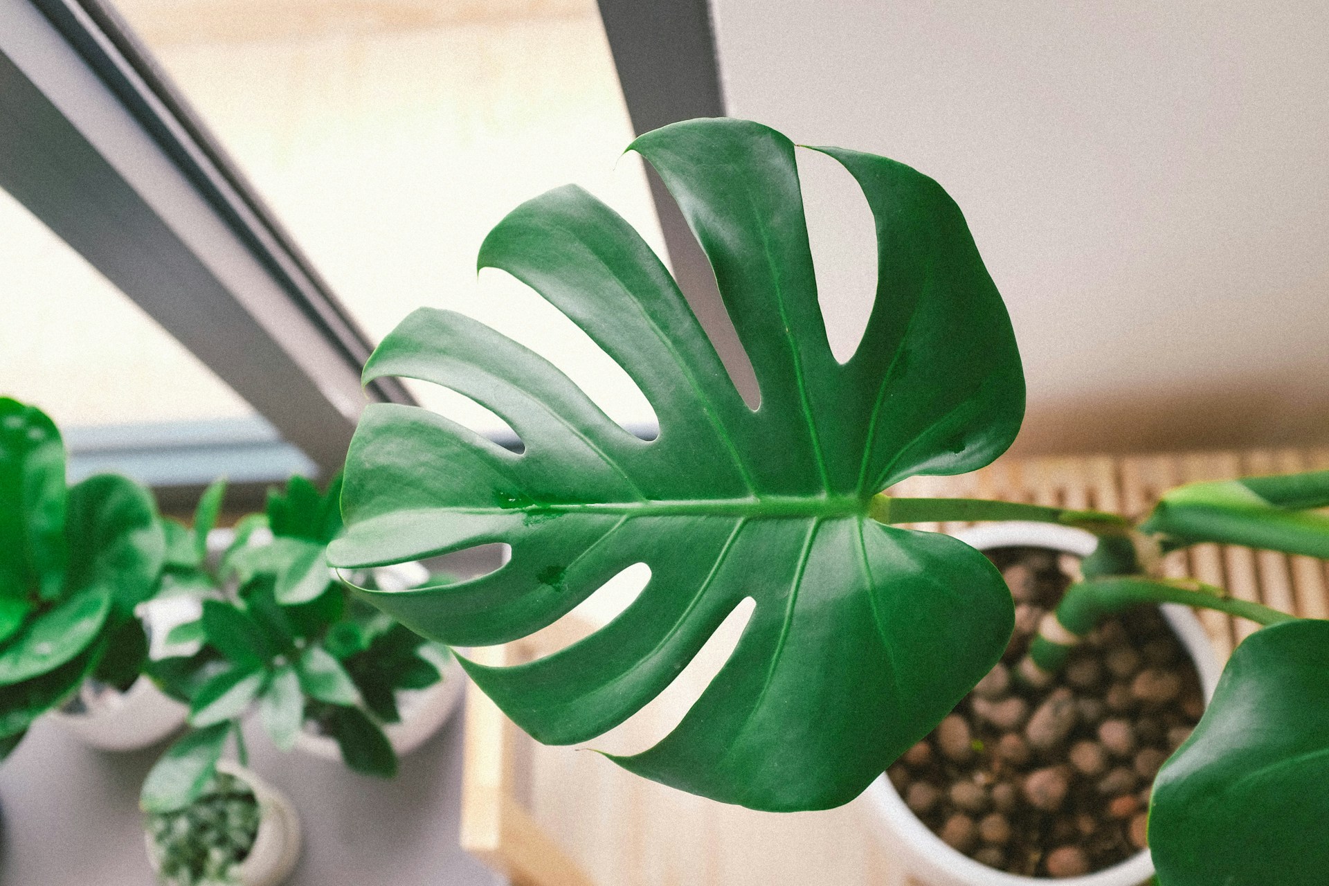Swiss Cheese Plant